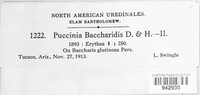 Puccinia baccharidis image